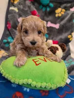 Gus, a male Maltipoo and Poodle - Toy  for sale in Wentworth, MO – 3 of 6