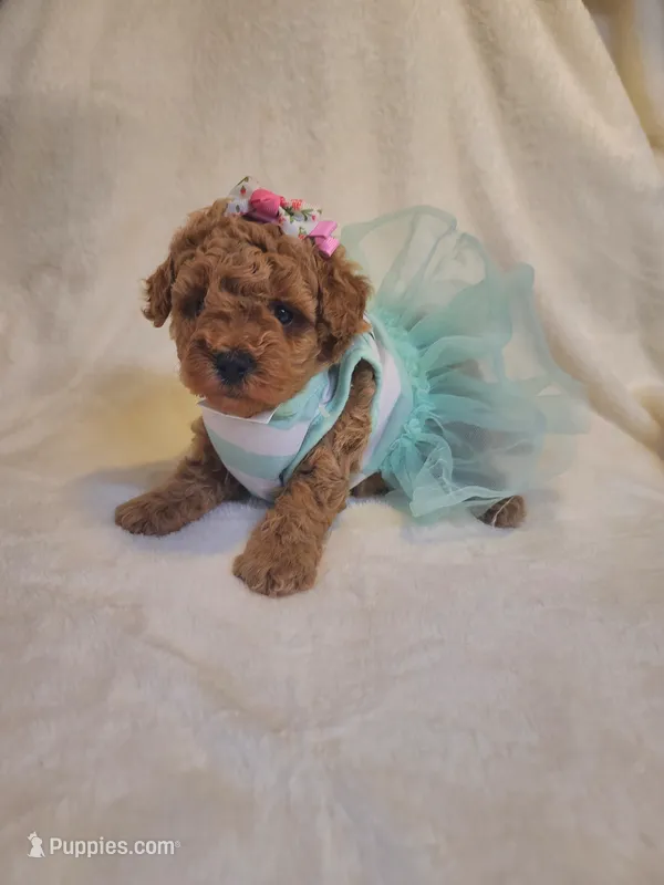 Princess  – Poodle - Toy , Bichpoo puppy for sale in Wentworth, MO