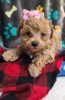 Sophia , a female Poodle - Toy  and Bichpoo for sale in Wentworth, MO – 4 of 7