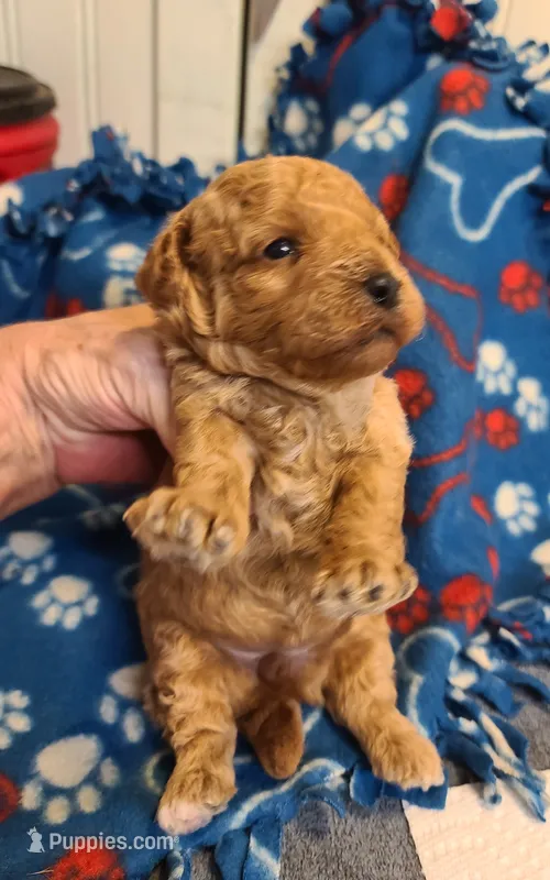 Princess  – Poodle - Toy , Bichpoo puppy for sale in Wentworth, MO