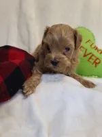 Rascal , a male Maltipoo and Poodle - Toy  for sale in Wentworth, MO – 4 of 5