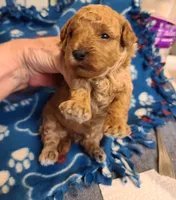 Princess , a female Poodle - Toy  and Bichpoo for sale in Wentworth, MO – 2 of 5