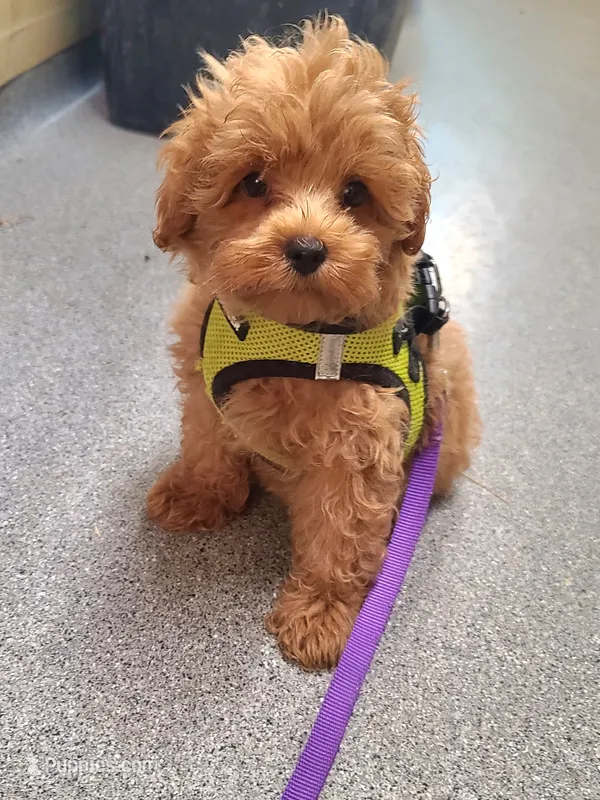 Frisco  – Maltipoo, Poodle - Toy  puppy on hold in Wentworth, MO