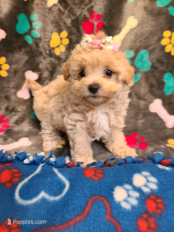 Sandy  – Poodle - Toy , Havapoo puppy for sale in Wentworth, MO