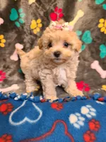 Dolly, a female Poodle - Toy  and Havapoo for sale in Wentworth, MO – 3 of 9