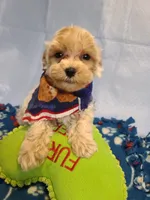 Carson , a male Maltese and Poodle - Toy  for sale in Wentworth, MO – 3 of 7