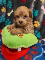 Rowdy, a male Maltipoo and Poodle - Toy  for sale in Wentworth, MO – 5 of 6
