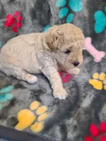 Randi, a female Poodle - Toy  and Havapoo for sale in Wentworth, MO – 2 of 4