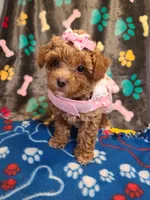 Lexie, a female Maltipoo and Poodle - Toy  for sale in Wentworth, MO – 2 of 6