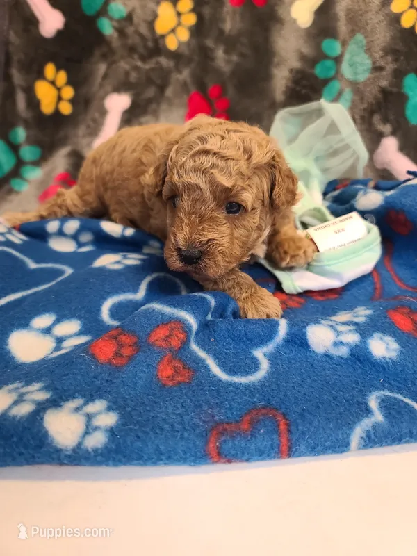 Princess  – Poodle - Toy , Bichpoo puppy for sale in Wentworth, MO