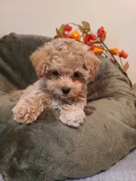 Ranger , a male Maltipoo and Poodle - Toy  for sale in Wentworth, MO – 3 of 6