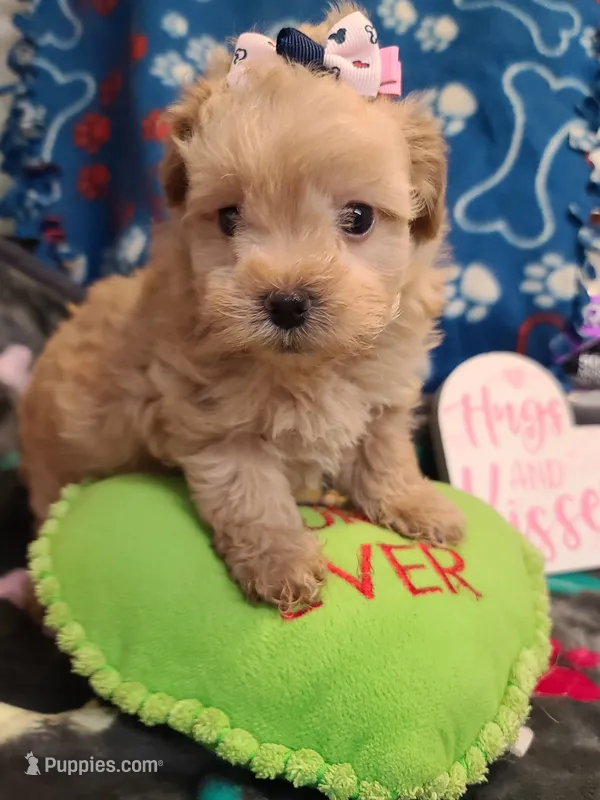 Candy – Poodle - Toy , Havapoo puppy for sale in Wentworth, MO