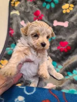 Candy, a male Maltipoo and Poodle - Toy  for sale in Wentworth, MO – 4 of 5
