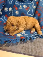 Princess , a female Poodle - Toy  and Bichpoo for sale in Wentworth, MO – 3 of 5