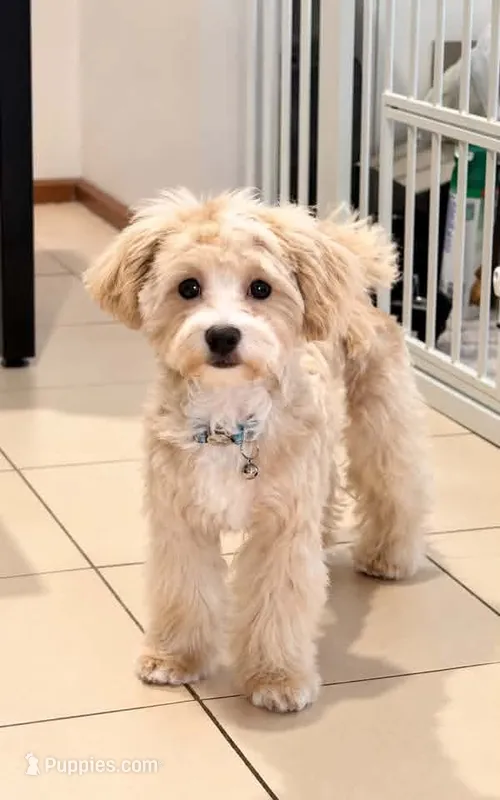 Teddy  – Maltipoo, Poodle - Toy  puppy for sale in Wentworth, MO
