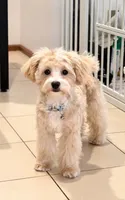 Teddy , a  Maltipoo and Poodle - Toy  for sale in Wentworth, MO – 1 of 7
