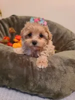 Dolly, a female Poodle - Toy  and Havapoo for sale in Wentworth, MO – 9 of 9