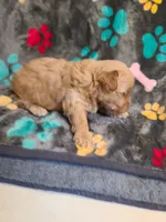 Candy, a female Poodle - Toy  and Havapoo for sale in Wentworth, MO – 4 of 5