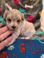 Candy, a male Maltipoo and Poodle - Toy  for sale in Wentworth, MO – 5 of 5