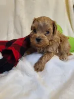 Rascal , a male Maltipoo and Poodle - Toy  for sale in Wentworth, MO – 3 of 5