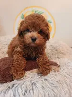 REDBULL , a male Maltipoo and Poodle - Toy  for sale in Wentworth, MO – 1 of 6