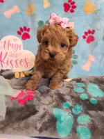 Josiah, a female Maltipoo and Poodle - Toy  for sale in Wentworth, MO – 10 of 10
