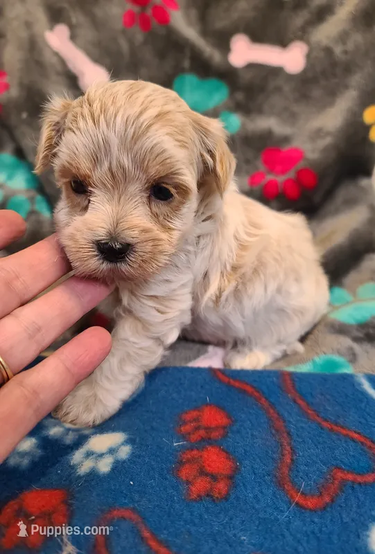 Candy – Maltipoo, Poodle - Toy  puppy for sale in Wentworth, MO