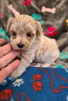 Candy, a male Maltipoo and Poodle - Toy  for sale in Wentworth, MO – 1 of 5