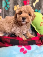 Pickles, a male Poodle - Toy  and Bichpoo for sale in Wentworth, MO – 3 of 3