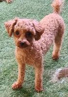 Candy, a  Maltipoo and Poodle - Toy  for sale in Wentworth, MO – 4 of 10