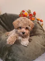 Ranger , a male Maltipoo and Poodle - Toy  for sale in Wentworth, MO – 4 of 6