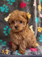 Frisco , a male Maltipoo and Poodle - Toy  for sale in Wentworth, MO – 3 of 6