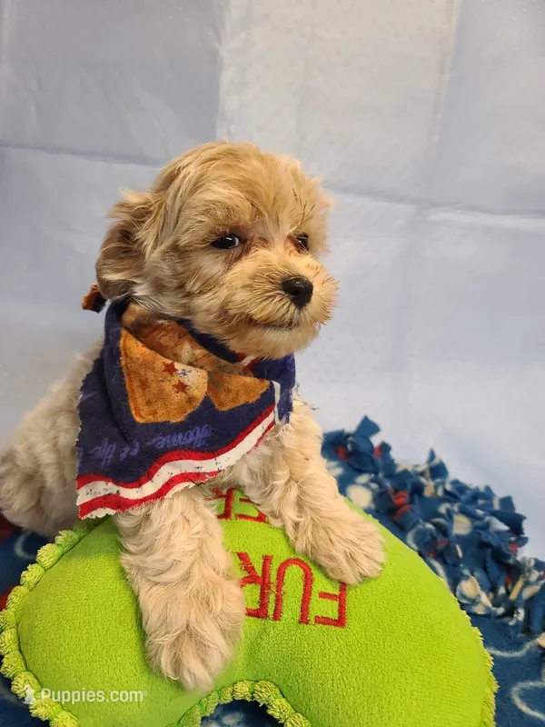 Carson  – Maltese, Poodle - Toy  puppy for sale in Wentworth, MO