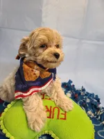 Carson , a male Maltese and Poodle - Toy  for sale in Wentworth, MO – 1 of 7