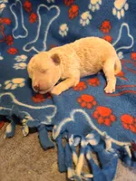 Sammy , a male Poodle - Toy  and Bichpoo for sale in Wentworth, MO – 2 of 4