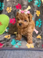 Josiah, a female Maltipoo and Poodle - Toy  for sale in Wentworth, MO – 6 of 10
