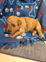 Princess , a female Poodle - Toy  and Bichpoo for sale in Wentworth, MO – 5 of 5