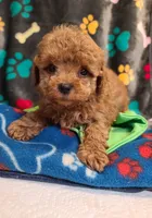 Razor, a male Poodle - Toy  and Bichpoo for sale in Wentworth, MO – 4 of 5