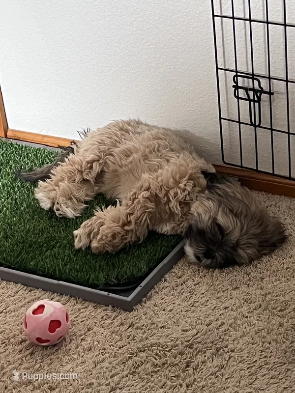 IYLA – Shih Tzu puppy for sale in Fountain, CO