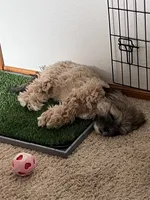 IYLA, a female Shih Tzu for sale in Fountain, CO – 1 of 5