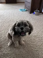 IYLA, a female Shih Tzu for sale in Fountain, CO – 3 of 5