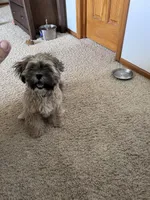 IYLA, a female Shih Tzu for sale in Fountain, CO – 5 of 5