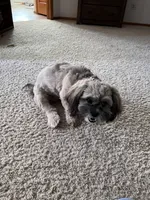 IYLA, a female Shih Tzu for sale in Fountain, CO – 4 of 5