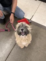 IYLA, a female Shih Tzu for sale in Fountain, CO – 2 of 5