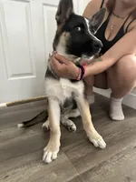 Duke, a male German Shepherd Dog for sale in North Hollywood, CA – Photo 3 of 8