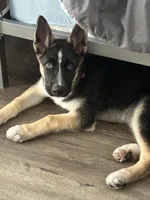 Duke, a male German Shepherd Dog for sale in North Hollywood, CA – Photo 8 of 8