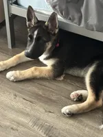 Duke, a male German Shepherd Dog for sale in North Hollywood, CA – Photo 7 of 8