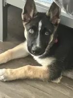 Duke, a male German Shepherd Dog for sale in North Hollywood, CA – Photo 6 of 8