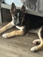 Duke, a male German Shepherd Dog for sale in North Hollywood, CA – Photo 3 of 9