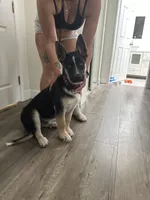 Duke, a male German Shepherd Dog for sale in North Hollywood, CA – Photo 6 of 9